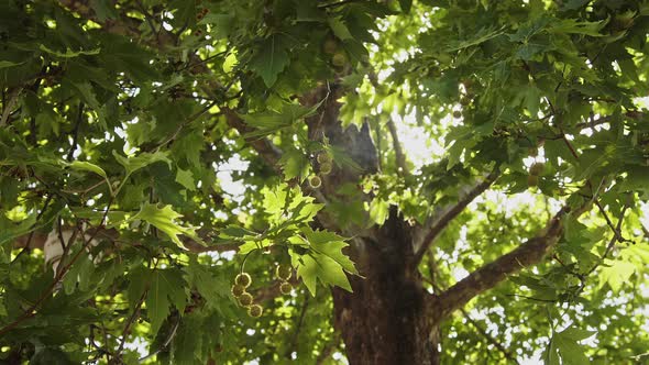 Glittering Sunlights Seeping Through Green Leafy Branches