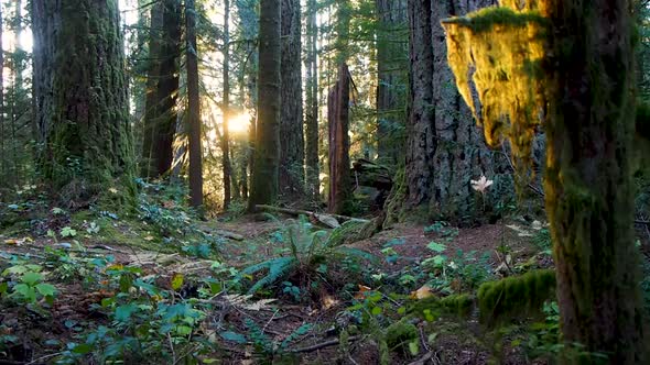 In the BC rain forest at sunset