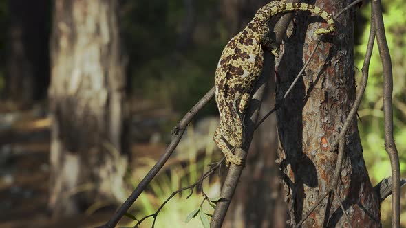 Chameleon on Tree