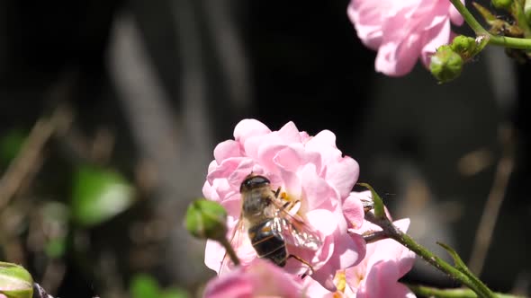 Insect Taking Nectar From Pink Rose Flowers in Slow Motion in a Sunny Wind Day