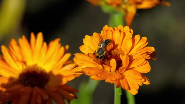 Bee on a Orange Marigold