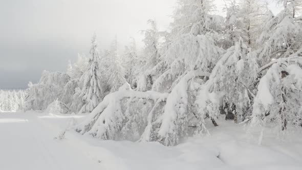 A Crosscountry Skiing Trail in a Snowcovered Winter Landscape with Trees