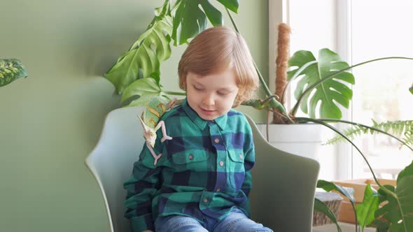 Green Chameleon and Little Boy Monstera Beautiful Houseplant