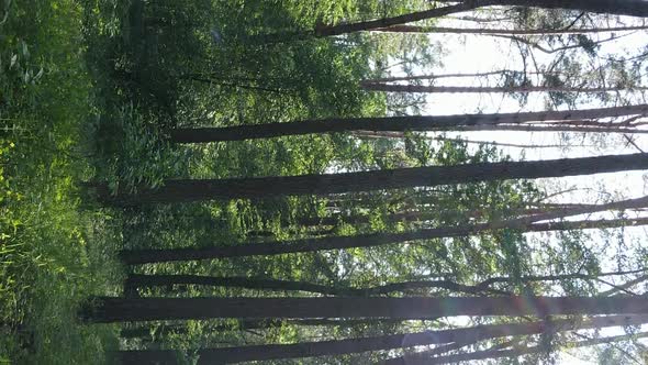 Vertical Video Aerial View Inside a Green Forest with Trees in Summer