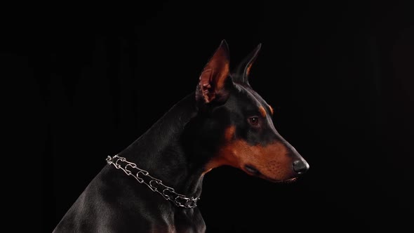 Portrait of a Doberman with a Collar in the Form of a Chain in the Studio on a Black Background