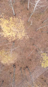 Vertical Video of Forest Landscape in Autumn Slow Motion