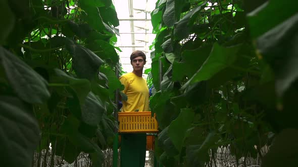 Modern Greenhouse Harvest of Cucumbers with Help of Equipment Spbd