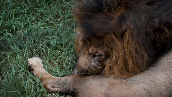 Adult Male Panthera Leo Licking Itself While Resting On Green Grass In Africa. Close Up