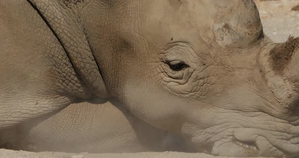 The white rhinoceros or square-lipped rhinoceros, (Ceratotherium simum)