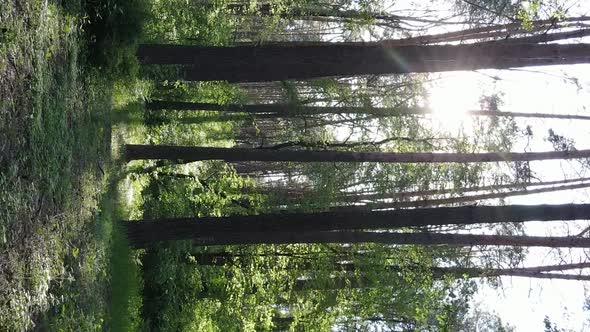 Vertical Video of a Beautiful Green Pine Forest on a Summer Day Slow Motion