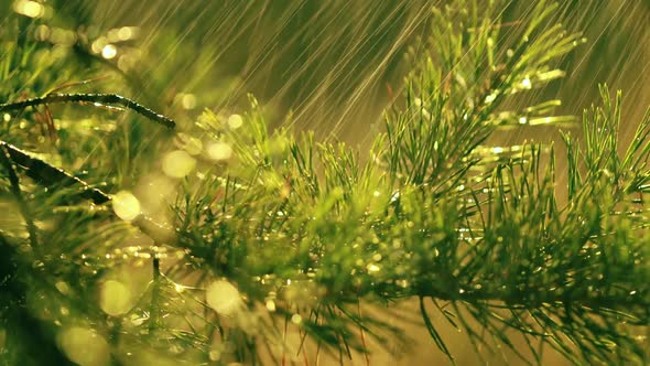 Fir Branch and Rain Drops