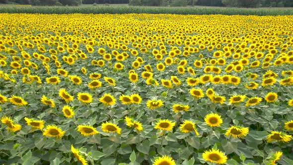 Low Fly Over Sunflower Field on Sunny Summer Day