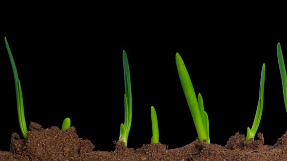 Growing Onion Time Lapse With Alpha Channel