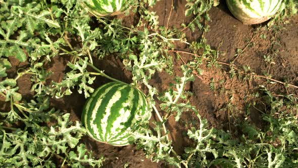 Ripe Watermelons on Melon Field Among Green Leaves