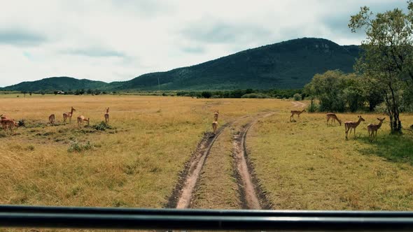 Safari Gazelles in African