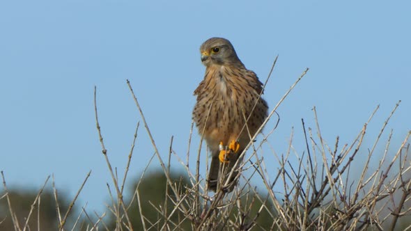 Common Kestrel sitting in a tree balancing on a thin twig, close up