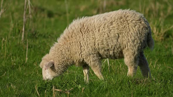 The Sheep on the Meadow Breathes Swaying Grazes Screams Turning Its Head to the Side