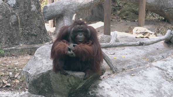 Orangutan with Long Brown Fur Rests on Gray Rock in Zoo