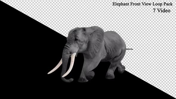 Elephant Front View Loop Pack