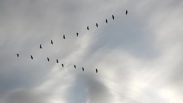 Birds flying in sky of the triangle arrow flat line shape