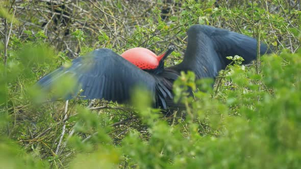 displaying male frigatebird in the galalagos islands