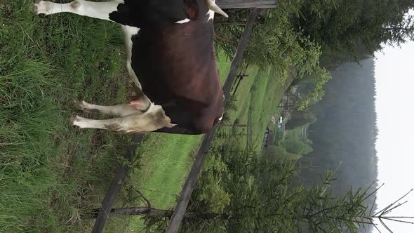 Ukraine Carpathians Cow in the Mountains