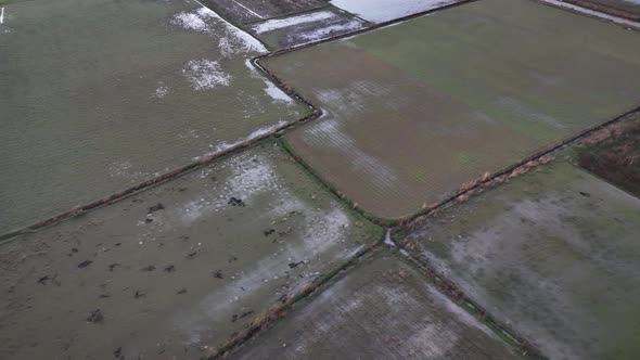 Sunrise Green Farm Field Texture 4 K Aerial View