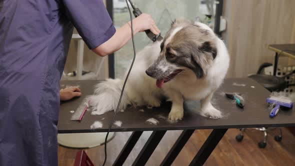 groomer clipping a dog with a clipper