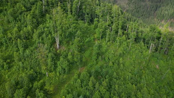 Aerial View of Mountains Covered with Coniferous Forest