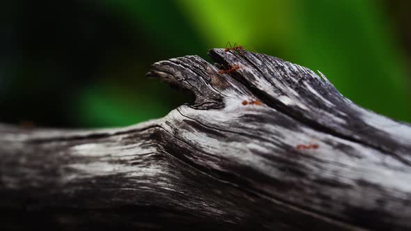 Incredible scene of red ants walking on wood. Close-up