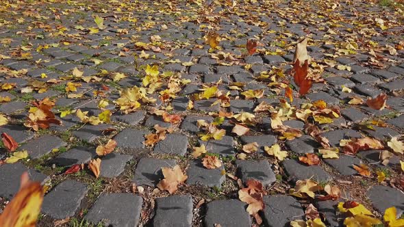 Flight Over of Autumn Leaves