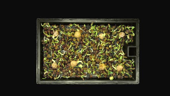Time-lapse of germinating microgreens mixed seads, top view
