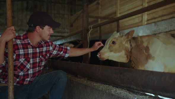 Man with a Shovel Stroking a White Cow on His Farm