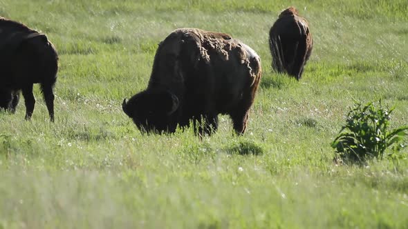 Three American Bison - Badlands National Park - South Dakota.