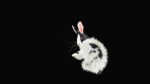 Rabbit Dancing HD