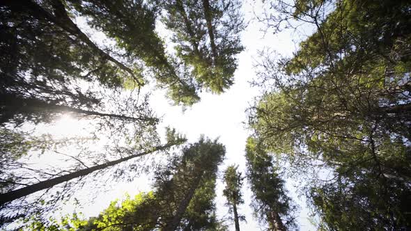 Circling around a vast forest canopy.