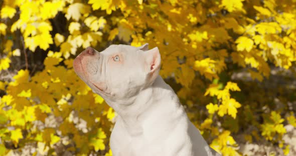 Funny American Bully Dog Has Fun Sitting in Autumn Park