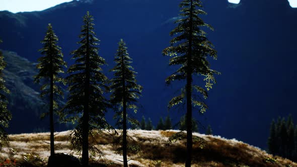 Trees on Meadow Between Hillsides with Conifer Forest