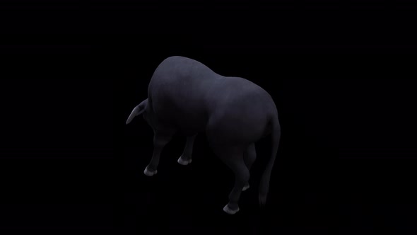 Bull Eat View From Top Angle Back alt