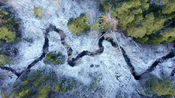 Drone Flight Over an Snowy Endless Forest in Cold Winter Morning