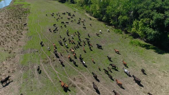 Herd of Cows Aerial View