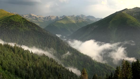 Condensation of Damp Air in the Forest