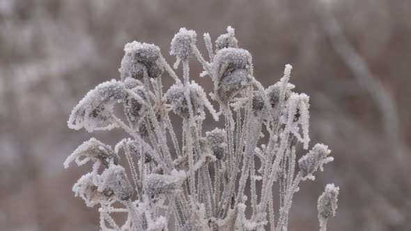 Plant Is Covered With Ice In Winter
