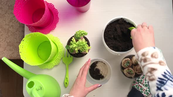 The Woman Pours Soil Into The Pot. Transplantation Of Primroses After Purchase.