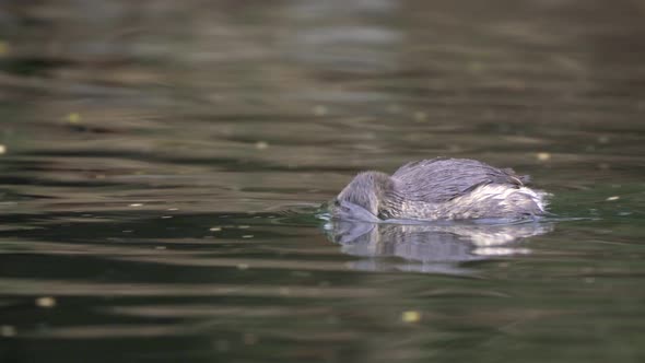 Close up shot of a small Least Grebe swimming on the water to the left