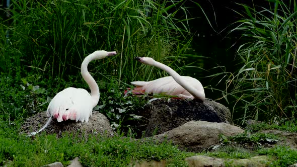 Pair of Pink Flamingos Hatching Eggs in Wild Lake