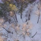 Aerial View of a Herd of Wild Deer in a Snow-covered Forest in the Siberian Nature Reserve Stolby - VideoHive Item for Sale