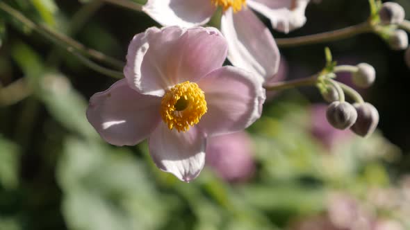 Petals of Japanese anemone hybrida flower close-up 4K footage