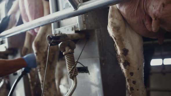 Cow Automation Milking Process with Modern Device in Manufacture Close Up