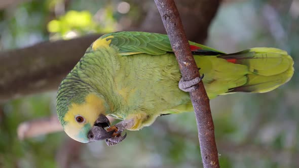 Vertical orientation wildlife shot of a turquoise fronted amazon, amazona aestivat, perched on a tre